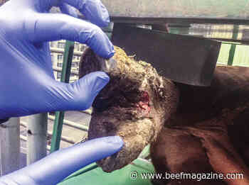 Sudden lameness? Consider foot rot