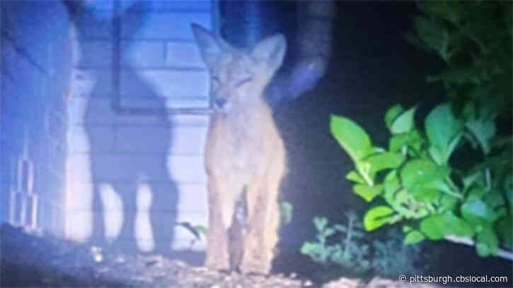 Coyote Pup Spotted In Aspinwall