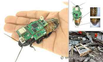 Cockroaches could be steered remotely for search and rescue missions 