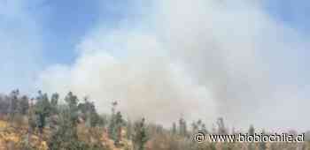 Bomberos y Conaf combaten incendio forestal en sector Los Eucaliptus de Villa Alemana - BioBioChile