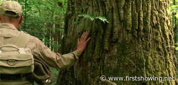 Official Trailer for 'The Hidden Life of Trees' Doc Film About Forests