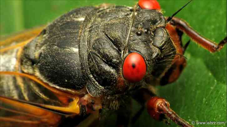 Amorous cicada blamed for causing car crash in Cincinnati