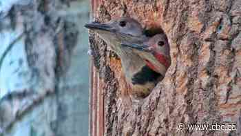 Naturalist Brian Keating gets 'birds-eye view' of flicker nest with spy cam