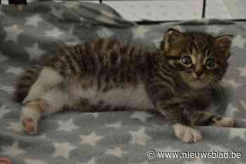 ‘Motorkapkitten’ verliest stukje staart tijdens rit van veertig kilometer