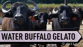 Did you know real mozzarella comes from water buffalos?