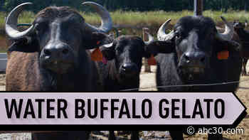 Did you know real mozzarella comes from water buffalos?
