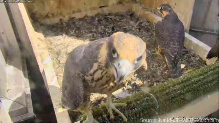 4 Young Peregrine Falcons Fledge At Pitt’s Cathedral Of Learning