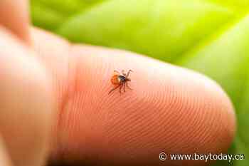 Three black-legged ticks test positive for Lyme disease confirms Health Unit
