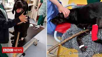 Molly the Labrador impaled by one-metre-long stick