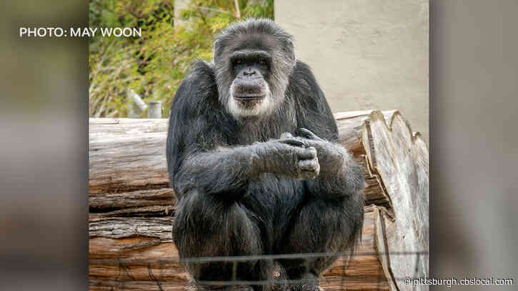 Beloved San Francisco Zoo Chimp ‘Cobby,’ Oldest Male In U.S. Captivity, Dies At 63