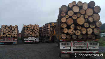 Concepción: Cinco camioneros detenidos por transportar madera robada