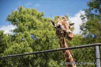 Toronto Zoo will reopen to public on June 19 - CityNews Toronto