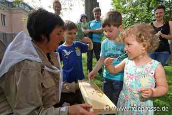 Kinder öffnen die ersten Bienenbeuten - Freie Presse