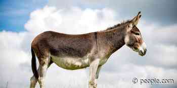 Runaway Donkey on the Loose in Same RI Town That Saw Escaped Cow This Year: 'Here We Go Again' - PEOPLE