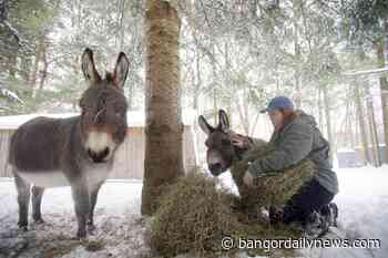 Donkey on the run in same Rhode Island town that dealt with runaway steer - Bangor Daily News