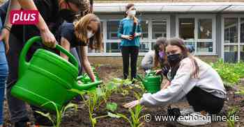 Trebur: Kohlrabi aus dem Schulgarten - Echo Online
