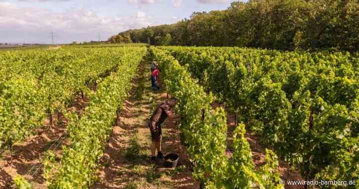 Klimawandel: Mehr mediterrane und resistentere Rebsorten