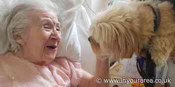 Toby the Yorkie-Pom delights residents at Enfield care home with the return of pet therapy - In Your Area