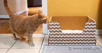 Meowza! Spoil Your Kitty With Deals on Cat Gear