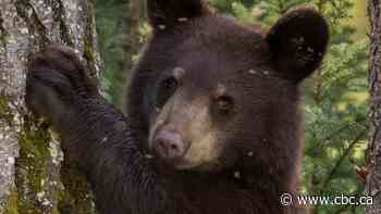 Sask. prohibits people from feeding dangerous wildlife