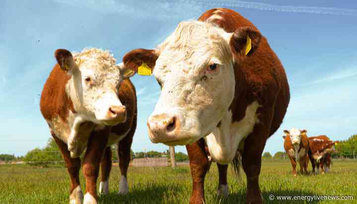 Crypto powered by cow poo?
