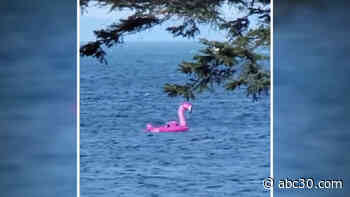 3 friends, 2 dogs on pink flamingo float swept out to sea, rescued by Coast Guard