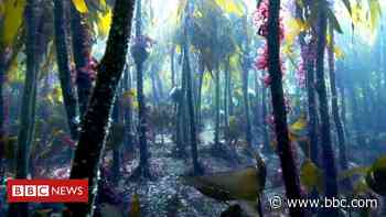 West Sussex seabed to be leased from the Queen for kelp forest - BBC News