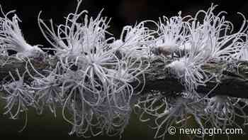What are these 'white flowers' in the mangrove forest? - CGTN