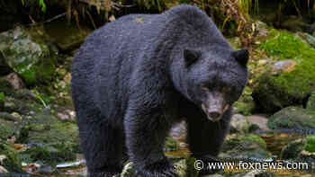 North Carolina black bears swiping hikers’ backpacks, US Forest Service warns - Fox News