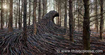 Nine Massive Waves of Deadwood Surge Across a Forest Floor Near Hamburg - Colossal