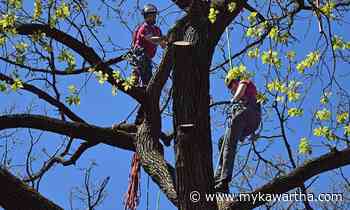 Fleming College to share $5 million in provincial funding for forest industry jobs - mykawartha.com