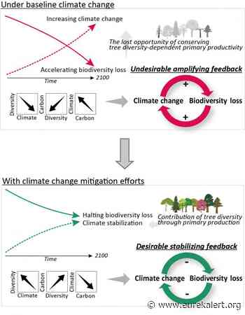 Tree diversity may save the forest: Advocating for biodiversity to mitigate climate change - EurekAlert
