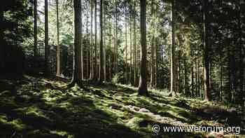 3 reasons companies are investing in forest conservation | World Economic Forum - World Economic Forum