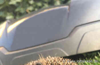 Bamberg: Tödliche Gefahr für Igel durch Mähroboter- das rät der Bund Naturschutz