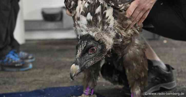 Bartgeier werden im Nationalpark ausgewildert