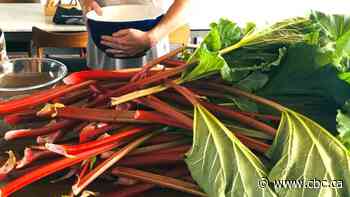 Recipes with Julie Van Rosendaal: Using rhubarb as a savoury ingredient
