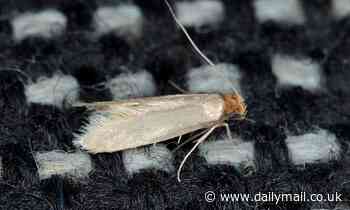 Experts share tips on protecting homes against moths during warm spell