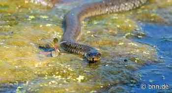 Schlange sorgt in Stutensee-Friedrichstal für Aufregung - BNN - Badische Neueste Nachrichten