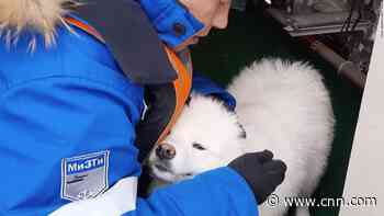 Dog rescued after wandering through Arctic ice for more than a week