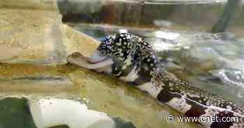 See a snowflake moray eel swallow a sushi snack in an extraordinary way     - CNET