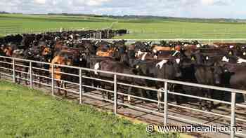 Covid 19 coronavirus: Working holiday visas extended, new spaces in MIQ for vets and dairy farm workers - New Zealand Herald