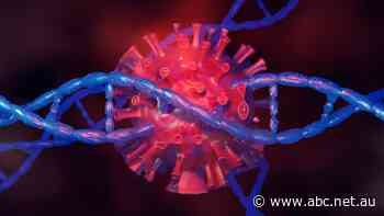 How Australia's genomic database helps find the origins of coronavirus outbreaks - ABC News