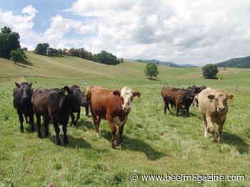 Momentum continues for U.S. beef and pork exports
