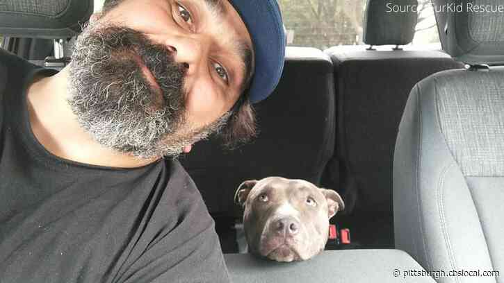 Furry Tails: Stray Texas Dog Finds Guardian Angel In Pittsburgh Man