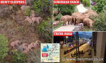 It's the mystery that has bewitched China - why has an elephant herd trekked 300 miles?