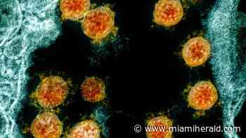 ‘Delta’ coronavirus variant first found in India reaches US. Here’s what to know - Miami Herald