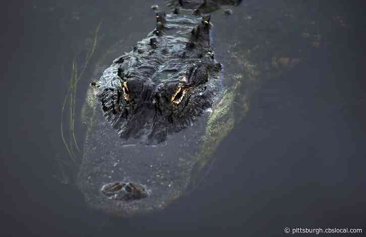 Woman Attacked By Alligator While Walking Her Dog Near Florida Lake