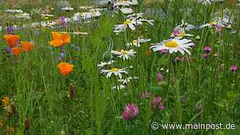 Bischofsheim soll aufblühen - Main-Post