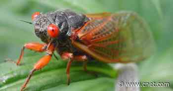 Cicadas ground White House press plane tailing President Biden to Europe     - CNET