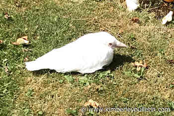 Rare albino crow found in Aldergrove backyard – Kimberley Daily Bulletin - Kimberley Bulletin